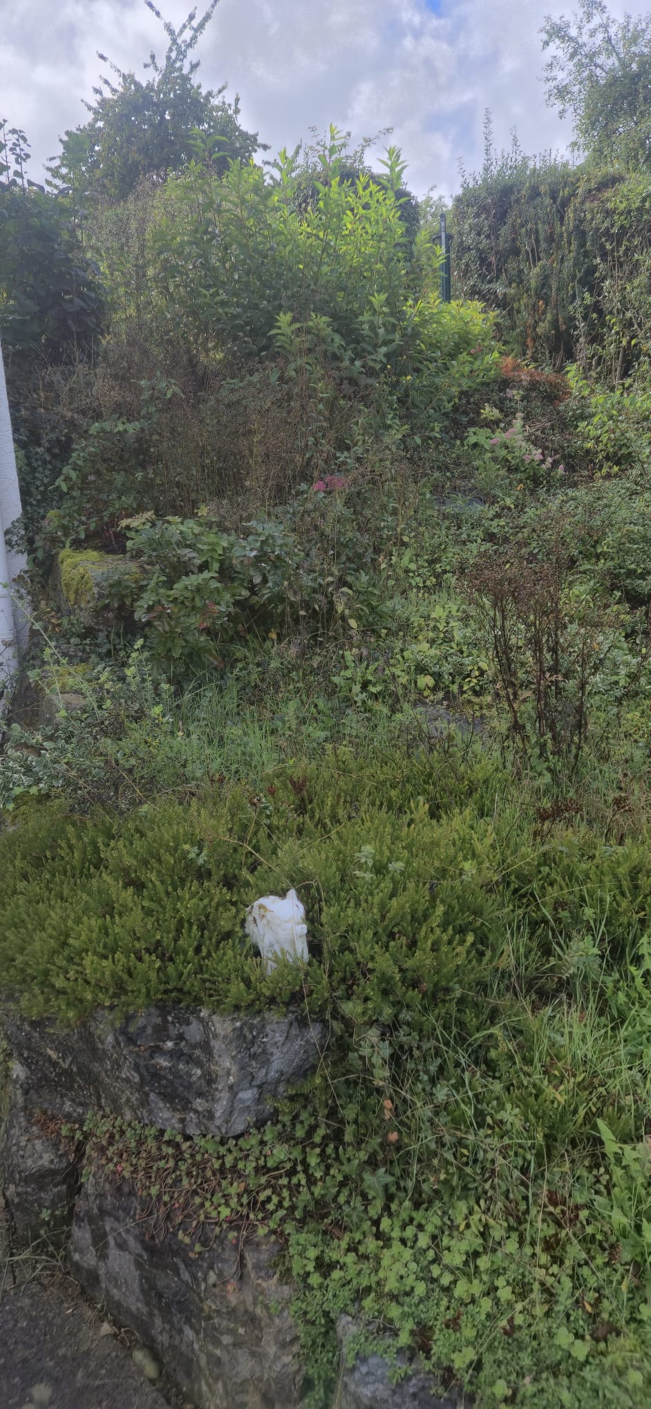 Garden photo 7
